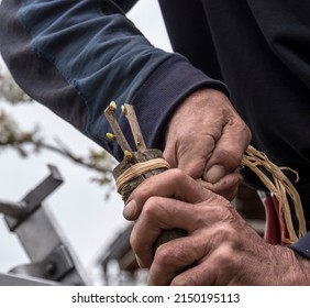 A gardener grafting a cherry tree. The scions are already in place, they are fixed with raffia and are to be protected with tree wax. - Shutterstock ID 2150195113