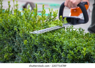 gardener with green plants, garden tools, gardening and pruning , closeup, sekective focuse - Shutterstock ID 2207714789