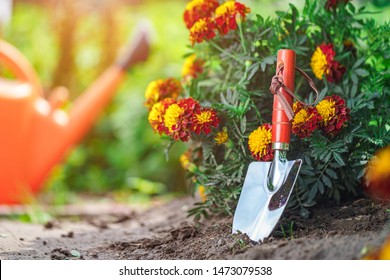 Gardener Grows Marigolds In Home Garden. Gardening And Floriculture