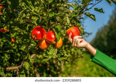 Gardener hand picking red apple. Hands reaches for the apples tree. Female hand holds red apple. Woman hand picking an apple. Organic fruit and vegetables. Farmers hands freshly harvested apples.