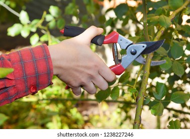 Gardener Hand Pruning Climbing Roses With Garden Pruning Scissors 