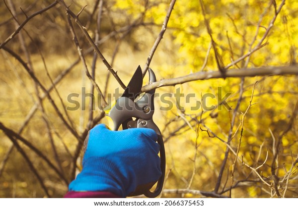 Gardener hand pruning trees with pruning shears\
on nature autumn.