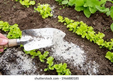 Gardener Hand Sprinkling Wood Burn Ash From Small Garden Shovel Between Lettuce Herbs For Non-toxic Organic Insect Repellent On Salad In Vegetable Garden, Dehydrating Insects.