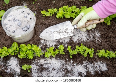 Gardener Hand Sprinkling Wood Burn Ash From Small Garden Shovel Between Lettuce Herbs For Non-toxic Organic Insect Repellent On Salad In Vegetable Garden, Dehydrating Insects.