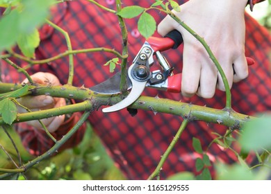 Gardener  Hands With Garden Pruning Scissors Pruning Climbing Roses. 