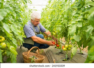 Gardener harvesting fresh tomatoes - Powered by Shutterstock