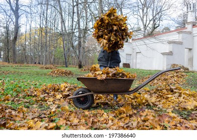 gardener hold big pile of dry brown autumn leaves near the old barrow. Seasonal garden rake work.  