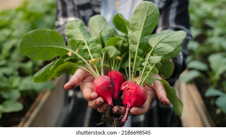 Gardener holding fresh red radish on his hand in organic farm with eco friendly lifestyle, Farmer grow a red radish full of nutrition and vitamin for vegetarian and vegan, close up look of red radish