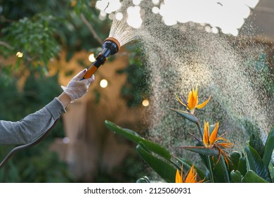 Gardener holding hose sprayer watering strelitzia tropical plant in greenhouse, cropped. Florist taking care of bird of paradise flower, working in garden on summer day, selective focus. Plantcare