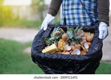 Gardener holds organic garbage ; rotting kitchen scraps with fruits and vegetable garbage waste in black plastic bag to make compost fertilizer for using in agriculture. Concept : waste management.  