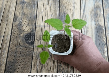 gardener holds root-propagated nettle plant , medicinal nettle plants for home use