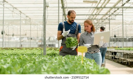 Gardener man discussing cultivated green vegetables with agronomist businesswoman typing farming production on laptop working in greenhouse plantation. Farmer harvesting fresh organic salads - Powered by Shutterstock