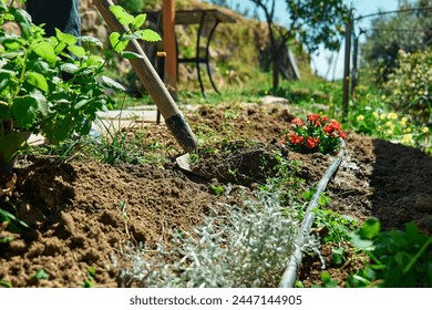 Gardener man planting lemon balm (melissa officinalis) in flower bed in his garden. - Powered by Shutterstock