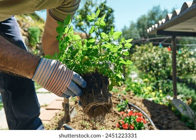 Gardener man planting lemon balm (melissa officinalis) in flower bed in his garden. - Powered by Shutterstock