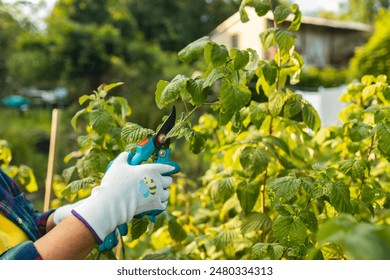 A gardener manually cuts a raspberry bush with a bypass pruner. Pruning of raspberry and blackberry bushes with bypass secateurs. Dacha and vegetable garden, gardening, bush care. High quality photo - Powered by Shutterstock