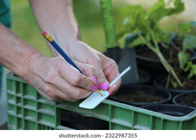Gardener marks plant labels for planted plants.
