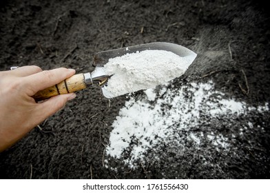 Gardener Mixing Dolomitic Limestone Powder In Garden Soil To Change The PH Ant To Provide More Nutrients For Plants Concept.