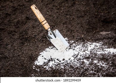 Gardener Mixing Dolomitic Limestone Powder In Garden Soil To Change The PH Ant To Provide More Nutrients For Plants Concept.