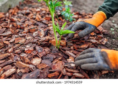 Gardener Mulching Spring Garden With Pine Wood Chips Mulch. Man Puts Bark Around Plants On Flowerbed Wearing Gloves.