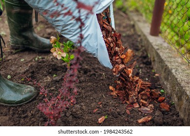 Gardener Mulching Spring Garden With Pine Wood Chips Mulch Pouring It Out Of Bag. Man Puts Bark Around Plants