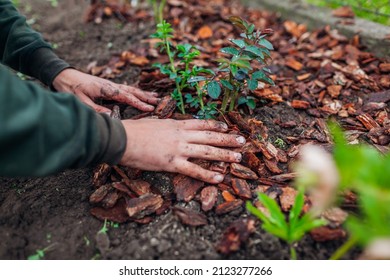 Gardener Mulching Spring Garden With Pine Wood Chips Mulch. Man Puts Bark Around Plants