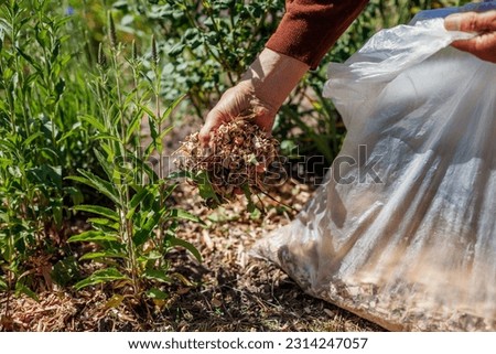Gardener mulching summer garden with shredded wood mulch. Man puts sawdust and leaves around roses plants and veronica on flowerbed. Soil moisture protection. Weed suppression