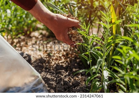 Gardener mulching summer garden with shredded wood mulch. Man puts sawdust and leaves around roses plants and veronica on flowerbed. Soil moisture protection. Weed suppression