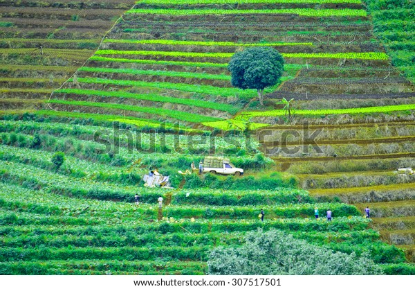 Gardener On Hill Stock Photo (Edit Now) 307517501