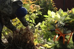 A Gardener On A Sunny Autumn Day In October Trims The Stems Of A Large-leaved Hydrangea With Pruning Shears To Insulate The Plant From Winter Frosts