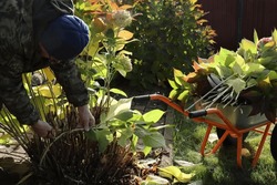 A Gardener On A Sunny Autumn Day In October Trims The Stems Of A Large-leaved Hydrangea With Garden Pruners To Insulate The Roots Of The Plant From Winter Frosts