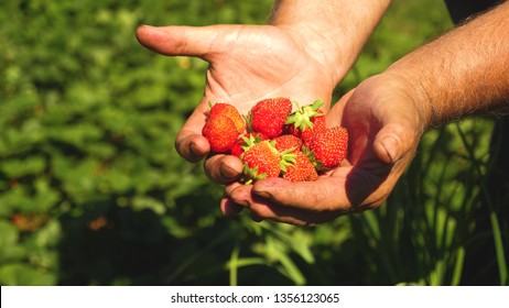 gardener palm shows delicious strawberries in summer in garden. close-up. Male hand shows red strawberries in his hands. farmer gathers ripe berry. - Shutterstock ID 1356123065