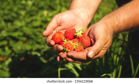 gardener palm shows delicious strawberries in summer in garden. close-up. Male hand shows red strawberries in his hands. farmer gathers ripe berry. - Shutterstock ID 1356123068
