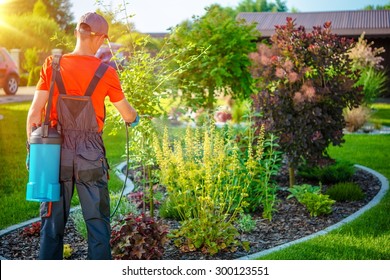 Gardener With Pests Spray. Spring Work In Garden.