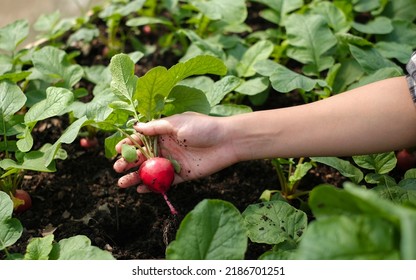 Gardener picking up a fresh red radish in an organic farm with eco friendly lifestyle, Farmer grow a red radish full of nutrition and vitamin for vegetarian and vegan, close up look of red radish - Shutterstock ID 2186701251