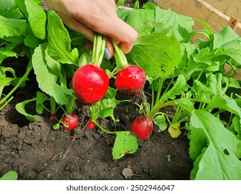 Gardener picking up a fresh red radish in the garden. Growing red radish for vegetarian and vegan concept, close up look of red radish.