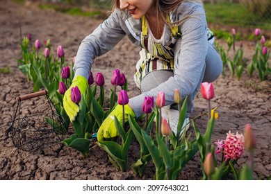 Gardener picking purple tulips in spring garden. Woman cuts flowers off with secateurs picking them in basket. Purple flag variety close up