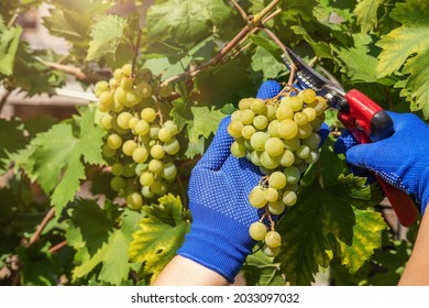 The Gardener Picks Fresh Ripe Grapes In The Garden With Blue Gloves During The Harvest Season.