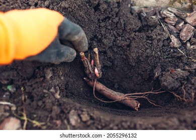 Gardener planting bare rooted peony tubers in soil in autumn garden. Fall propagation work - Shutterstock ID 2055296132