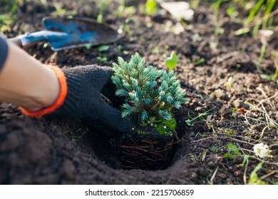 Gardener Planting Blue Star Juniper Into Soil. Groundcovering Evergreen Put In Hole In Fall Garden. Autumn Outdoor Landscaping Work