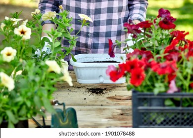 Gardener planting with flower pots tools. Woman hand planting flowers petunia standing behind wooden table in the summer garden at home, outdoor. The concept of gardening and flowers. 