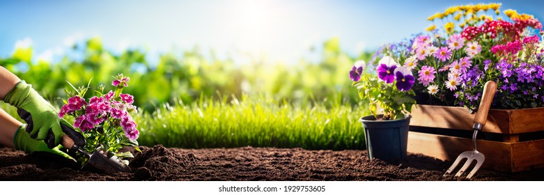 Gardener planting flowers in the garden - Powered by Shutterstock