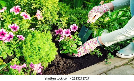 The gardener planting flowers with hand trowel in black soil in a flower bed. Planting seedlings of annual flowers. A pink petunia is planted in a hole in a flower bed with a spatula. - Shutterstock ID 2113271717