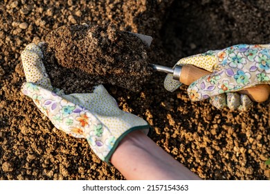 Gardener planting flowers in her flowerbed. Gardening concept. Soil digging. Hand close up.