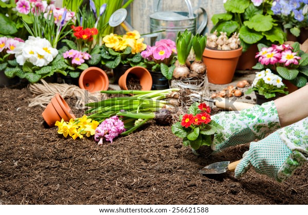 Gardener Planting Flowers Pot Dirt Soil Stock Photo (Edit Now) 256621588