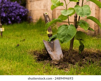 Gardener planting fruit trees medium 4k shot selective focus - Powered by Shutterstock