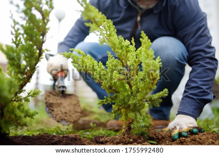 Gardener planting juniper plants in the yard. Seasonal works in the garden. Landscape design. landscaping. Ornamental shrub juniper.