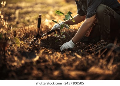 A gardener is planting a mango tree in the garden. - Powered by Shutterstock