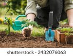 Gardener planting seedling of tomato plant in biodegradable peat pot into soil at vegetable garden. Spring sustainable gardening