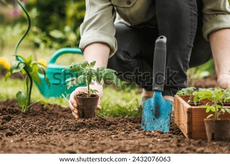 Gardener planting seedling of tomato plant in biodegradable peat pot into soil at vegetable garden. Spring sustainable gardening