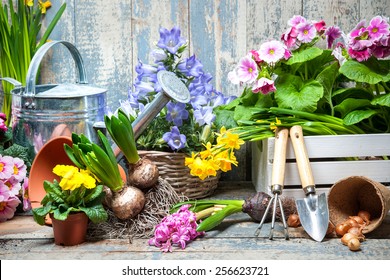 Gardener planting spring flower